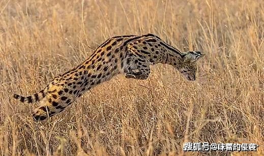 这种猫科动物被誉为小猎豹，天生4条大长腿，捕鼠能力让家猫羞愧 - 2