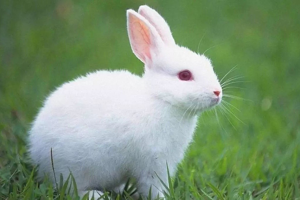 养兔经验分享：兔子吃什么兔粮 - 4