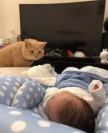 小宝宝睡着了，橘猫竟趴在床边若有所思？ - 3