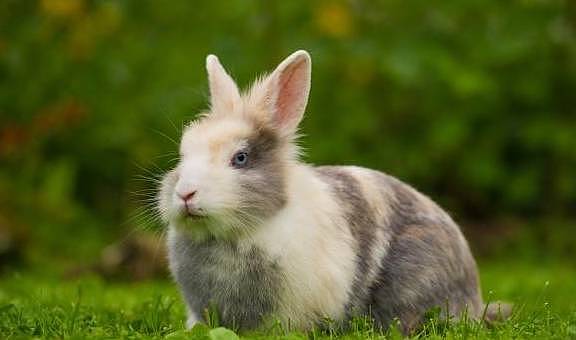 兔子磨牙主要靠吃草，磨牙石是种概念，某些成分和磨脚石并无不同 - 8