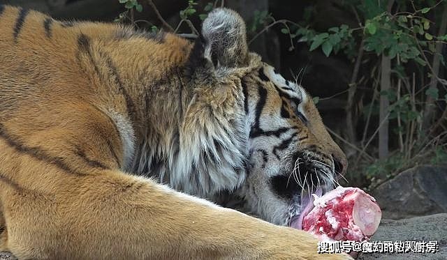 除了爪子和牙齿外，老虎的舌头也是一把刮骨刀，被舔一下后果严重 - 5