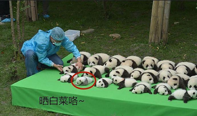 饲养员晒熊猫，其中一只不对劲，网友：生着生着没墨了？ - 1