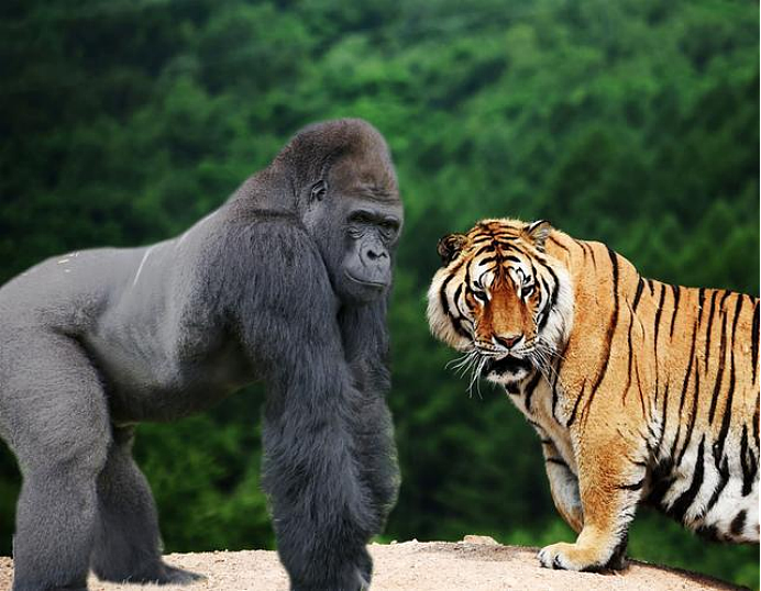 银背大猩猩VS老虎，谁更胜一筹？网友：没有对比就没有伤害 - 4