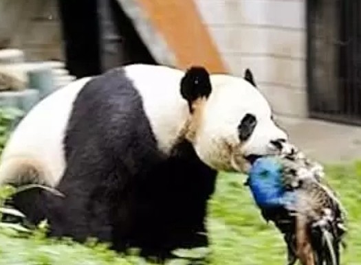 这种动物挑衅大熊猫，却把小命搭了进去，熊猫：今天加菜了吗？ - 4