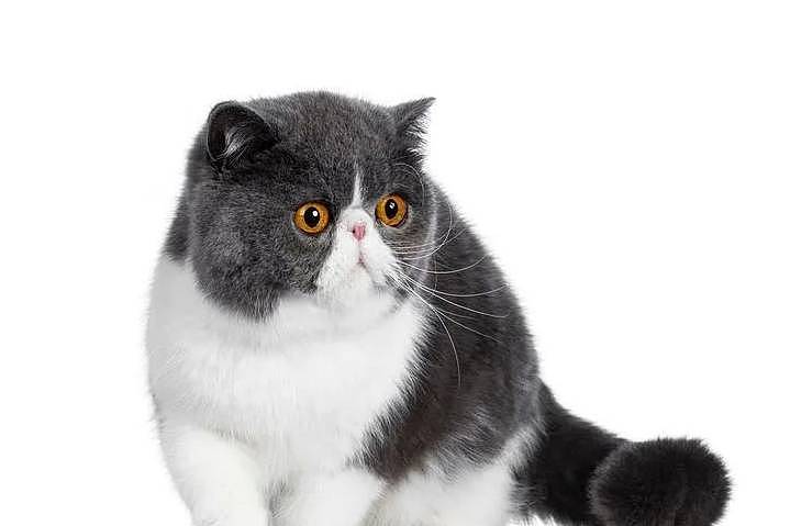 扁脸猫憨态可掬的长相，竟会导致其慢性疾病的漏诊 - 3