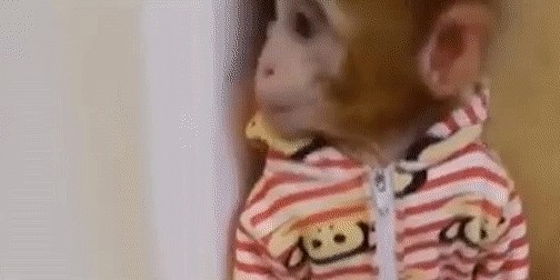 小猴子做错事被主人塞墙角教训，猴子的反应有趣极了 - 1