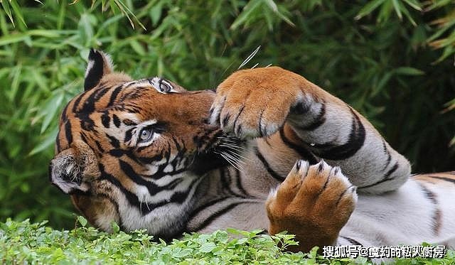 除了爪子和牙齿外，老虎的舌头也是一把刮骨刀，被舔一下后果严重 - 3