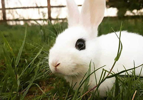 萌兔护理：兔子用球虫什么药，护理感染球虫的兔子的3个方法 - 4
