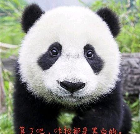 别说彩照，这只熊猫连黑白照都拍不了，但如今已换了一身“金装” - 2