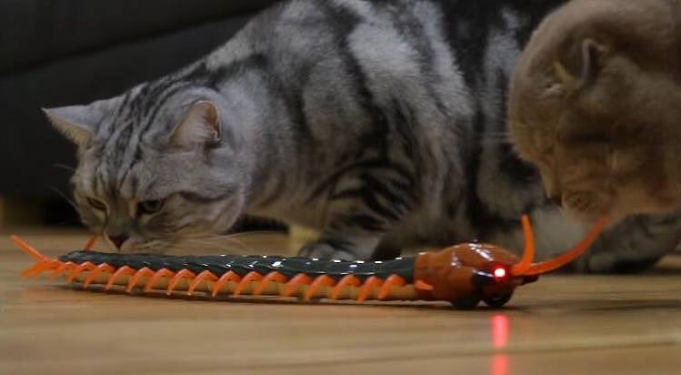 当猫咪见到“巨型玩具蜈蚣”的时候，喵星人：吃野味咯 - 4