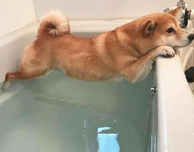 为了不洗澡柴犬也是拼了，趴在浴池边上半小时愣是一动没动 - 1