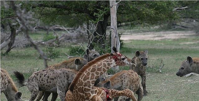 一只落单的幼年长颈鹿惨死于鬣狗群的合力围攻之下 - 3
