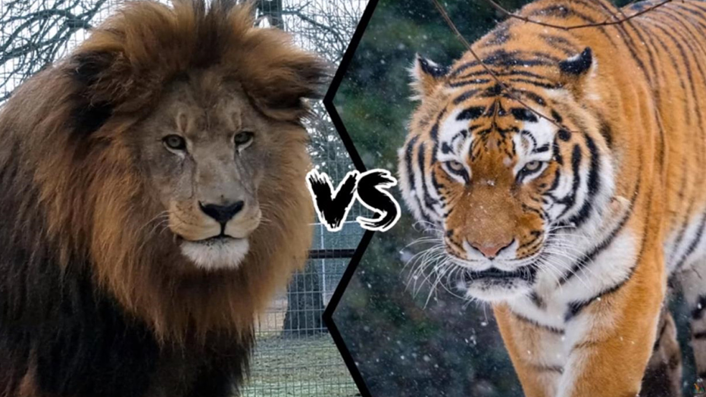 巴巴里狮vs东北虎，谁才是真正的猫科之王？结果竟然也是三七开 - 1