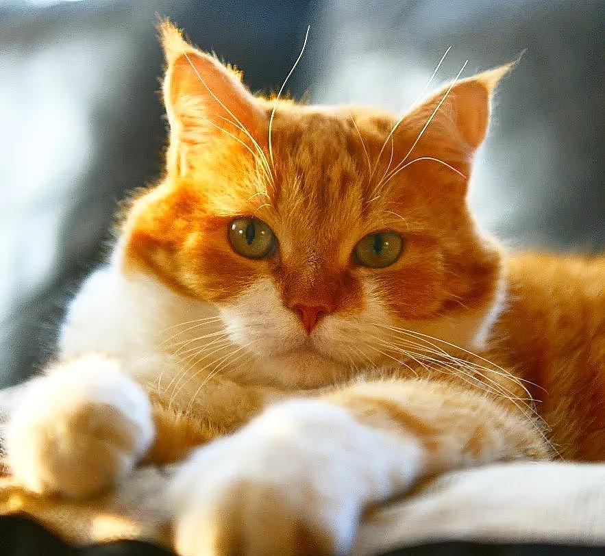 即使你阅猫无数，见到这只橘猫也会心动，真的太美了 - 26
