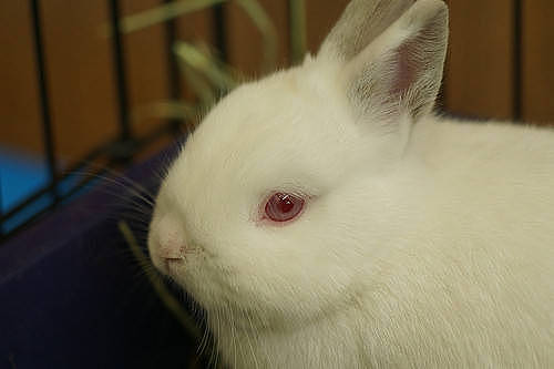 兔兔日记：兔子背上长红疹子怎么办 - 2