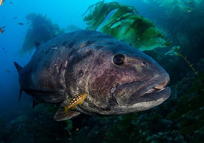 海洋生态学家惊讶发现巨型海鲈鱼未能进入濒危物种目录 - 1