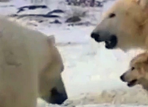 北极熊迁移新居遇到阿拉斯加，抱着玩耍不放，熊：感动不？ - 3