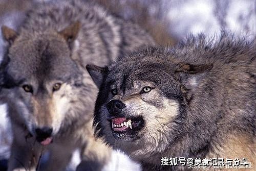 鬣狗跟灰狼的实力是“七三开”，鬣狗七狼三？网友评论有道理 - 2