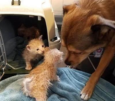网友救下的三只小奶猫成功地虏获了狗子的芳心，这个家热闹了！ - 1