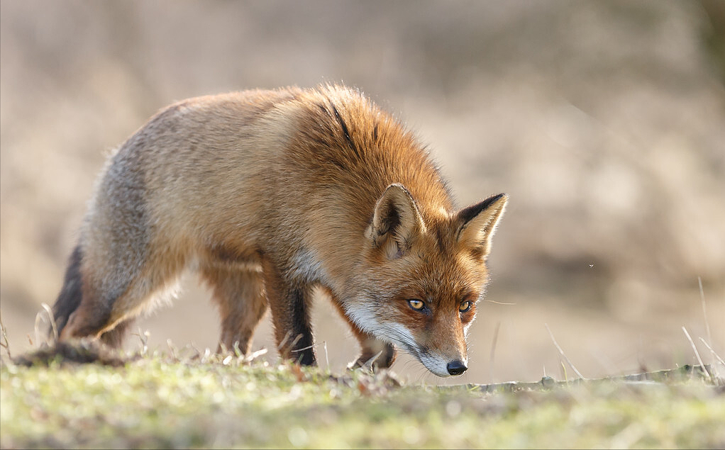 上海一小区发现白狐，为何狐狸的弃养率居高不下？弃养等同于杀生 - 15