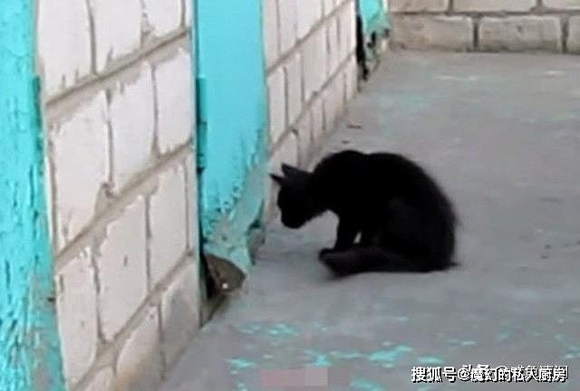 黑猫蹲在墙边不走，主人疑惑等待观察，发现了两货的秘密基地 - 1