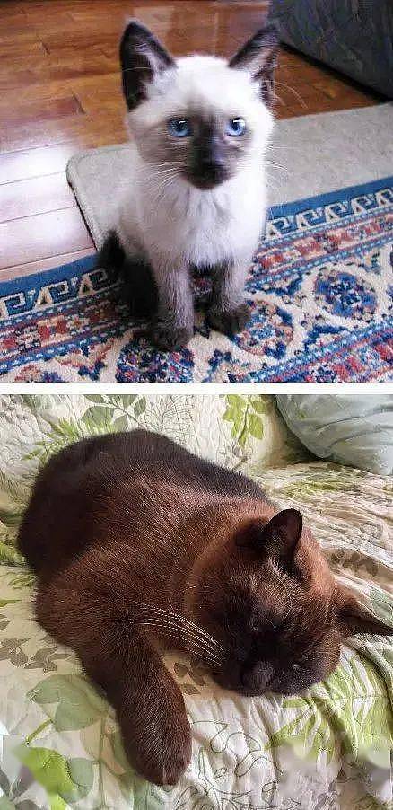 养了一年的暹罗猫，莫名其妙变成了硬核老黑 - 3
