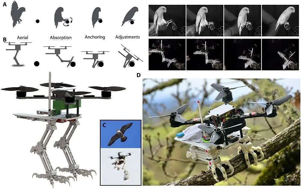 斯坦福发明“长腿”无人机：等比例模仿猎鹰，能空中抓球、树上栖息 - 8
