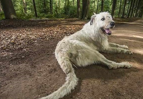 巨型犬爱尔兰猎狼犬，把狼都搞灭绝，拉布拉多站它身边像吉娃娃 - 9