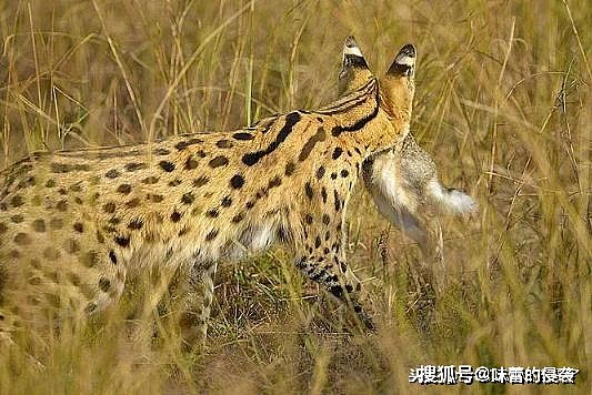 这种猫科动物被誉为小猎豹，天生4条大长腿，捕鼠能力让家猫羞愧 - 5