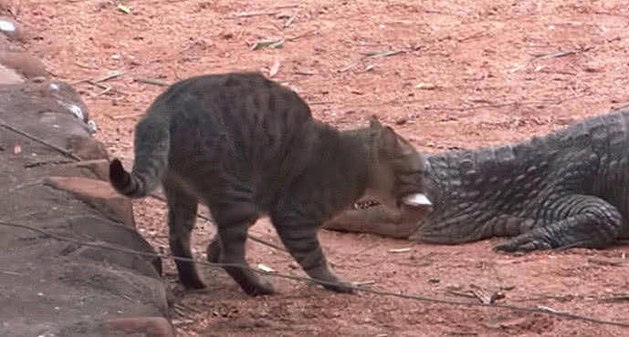 猫咪去跟鳄鱼抢鱼吃，叼起就离开，鳄鱼：没把我放在眼里？ - 5