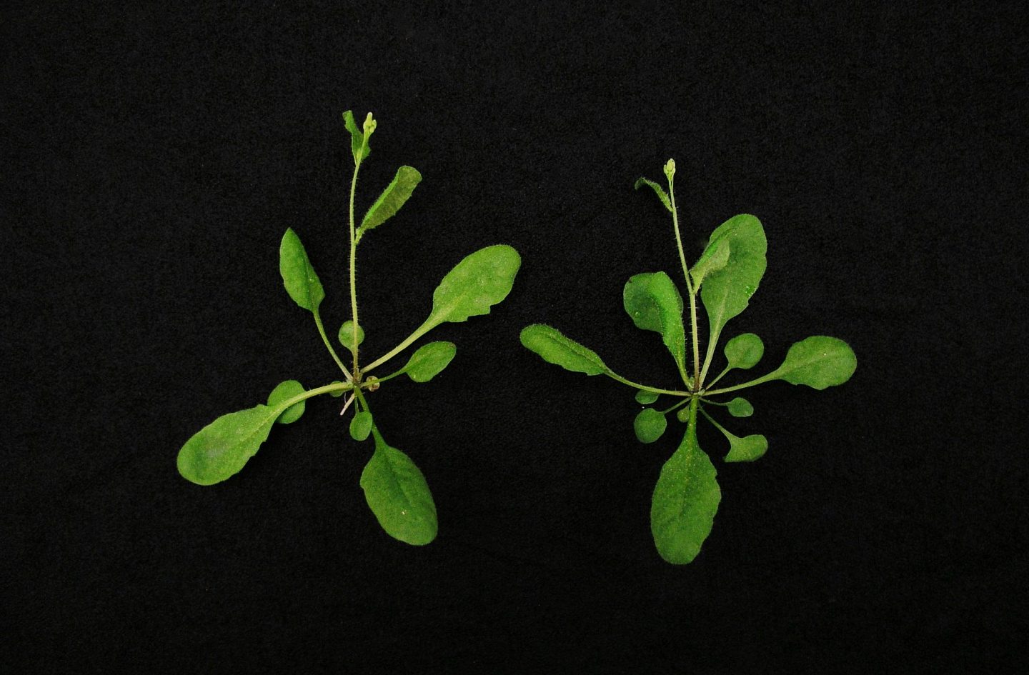 新CRISPR/Cas9植物技术将能提高农业产量并抵御气候变化影响 - 1