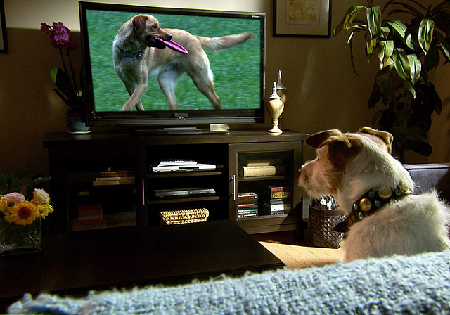 狗狗正看着电视，调皮主人故意关掉电视机，接下来忍住别笑！ - 1