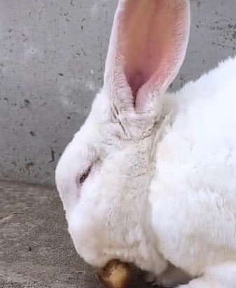 一只兔子竟然喜欢啃鸡腿，难道兔子不是素食动物吗 - 1