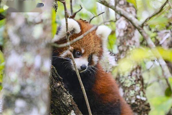 萌化了！云南太阳河国家森林公园首次成功繁育野外诞生小熊猫 - 3
