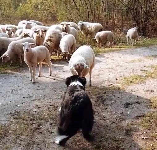 荷兰一只牧羊犬遭遇职业危机，被一只绵羊公开挑衅，还被羊群围观 - 9