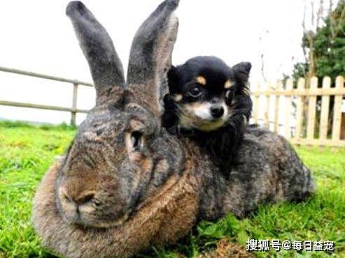 世界上最大的兔兔被偷了，主人悬赏重金想找回，贼人胆大包天！ - 1