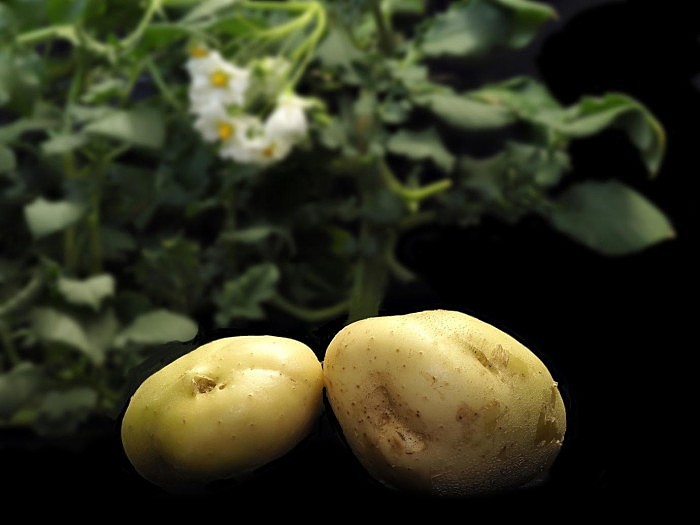 基因组重建为马铃薯育种转型打开了方便之门 - 2