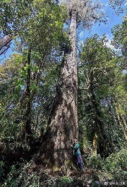 西藏墨脱县发现中国大陆已知最高的树 树高76.8米 - 1