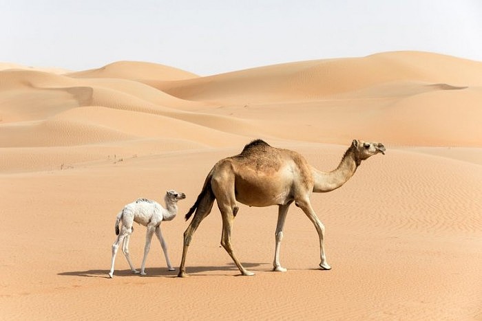 One-Humped-Camels-777x518.jpg