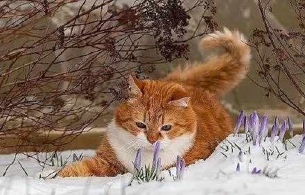 大橘被收养后逆袭成网红猫，被网友称为“梦中情猫”，吸粉无数 - 17