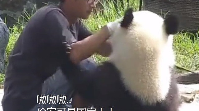 熊猫靠着奶爸吃竹子，却遭到嫌弃，熊猫：伦家是国宝，你还敢推我 - 4