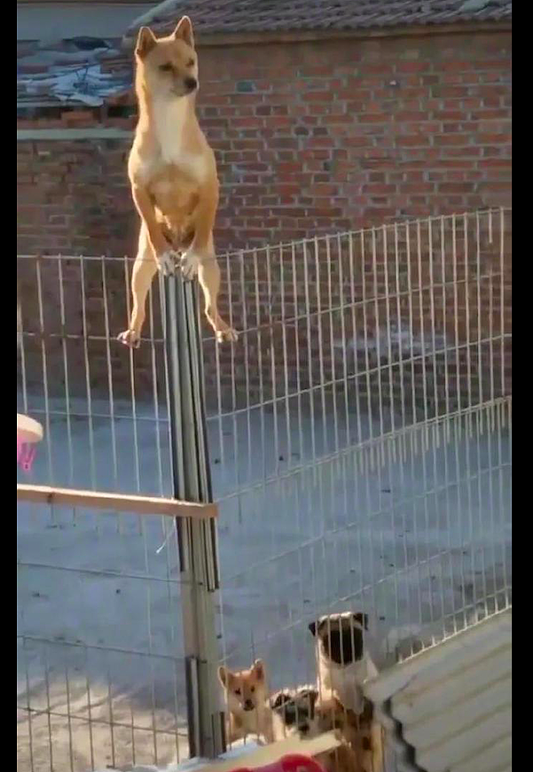 网友弄了个很高的围栏，狗狗竟还能爬上顶，放哨还是看人家姑娘？ - 1