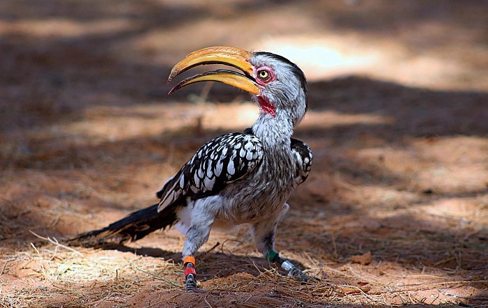 Southern-Yellow-Billed-Hornbill-scaled.jpg