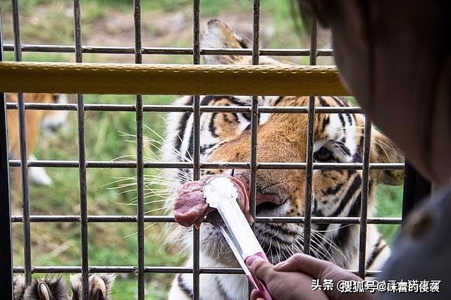 老虎放归野外之前，为何要给它们设置“禁食日”？不怕饿坏了吗？ - 3
