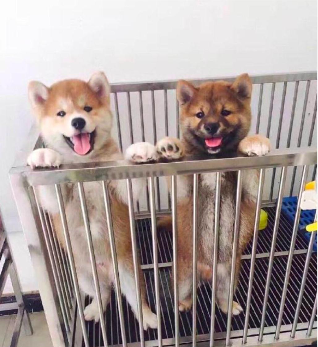 网友发布狗狗图片，称其为小鱼儿和安吉，沙溢胡可实力“坑孩” - 2