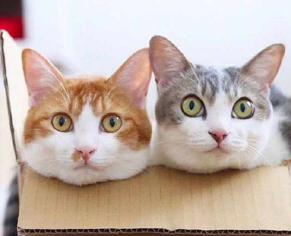 日本网红超甜布偶猫，猫兄妹每天都睡在一起，网友：绝育了没 - 1