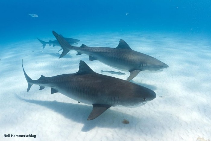 Tiger-Sharks-Galeocerdo-cuvier-777x518.jpg