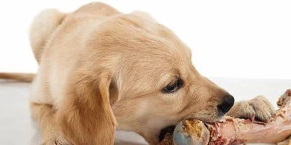 狗狗喜欢的六类食物，随便一种都可以让它“上瘾”！ - 6