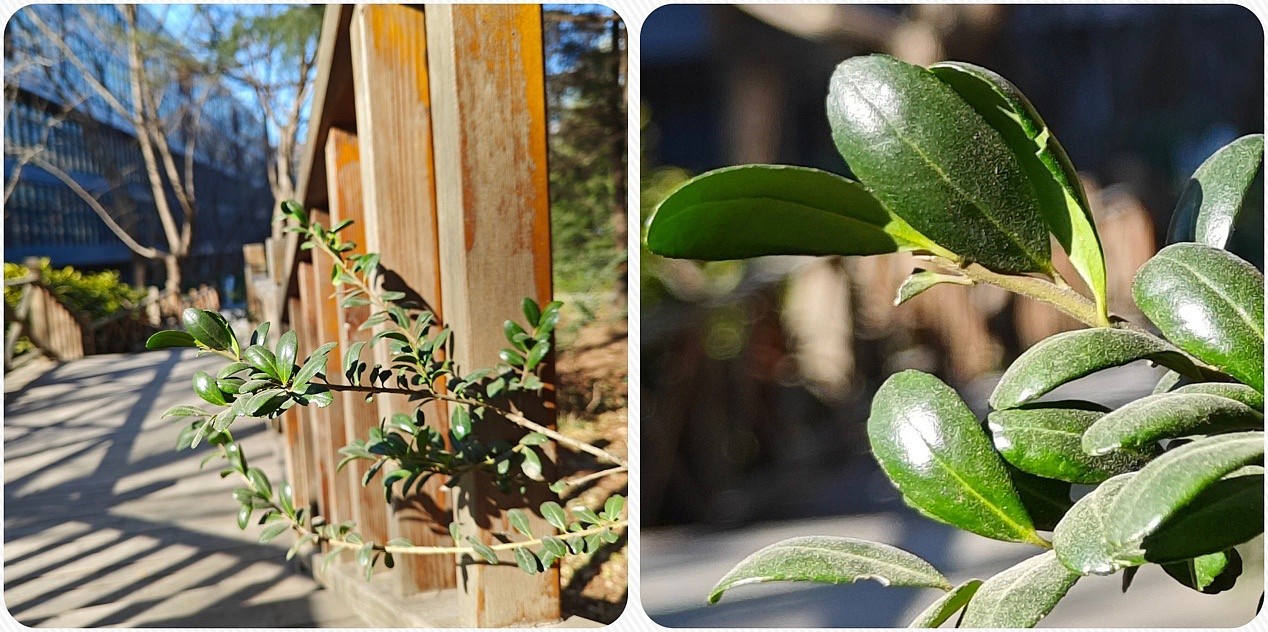 绿色的植物