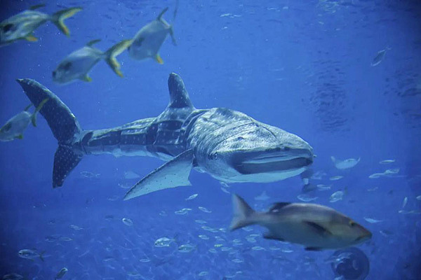 全球首条！国产仿生鲸鲨亮相上海海昌海洋公园 - 1